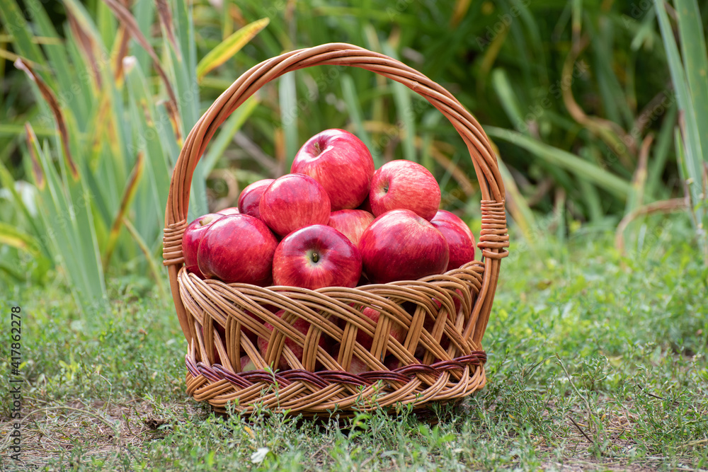 Basket with red apples stands on the ground in the garden Basket with red apples stands on the ground in the garden