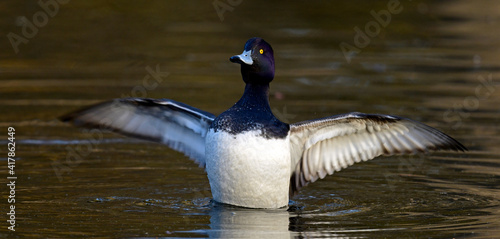 Canvas Print Tufted duck - male // Reiherente - Männchen (Aythya fuligula)