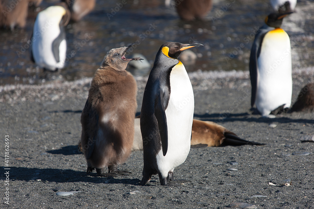 Obraz premium South Georgia. Group of king penguins close up on a sunny winter day