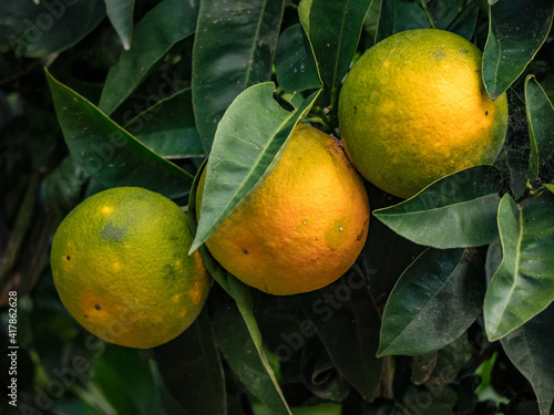 green oranges on a tree