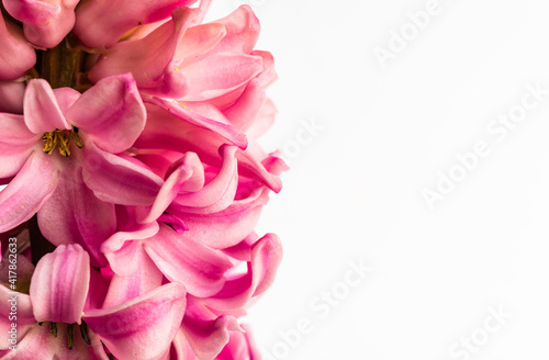 Hyacinth flower isolated on a white background. The hyacinth, with its fragra...