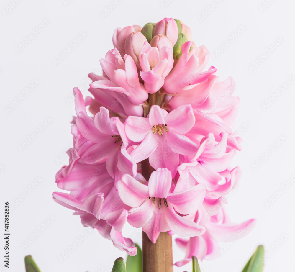 Hyacinth flower isolated on a white background. The hyacinth, with its fragrant scent, heralds the arrival of spring. Blooming Hyacinthus Isolated on pink background close-up.