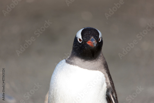 South Georgia. Subantarctic penguin close up on a sunny winter day