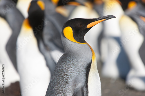 Southern Georgia Royal Penguin Closeup On Sunny Winter Day