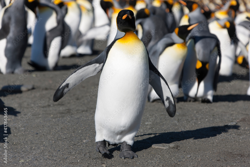 Obraz premium South Georgia Group of Royal Penguins Closeup in Cloud Winter Da