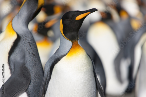 South Georgia Group of Royal Penguins Closeup in Cloud Winter Da