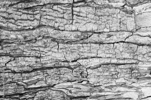 Old Wood Tree Texture Background Pattern,Taken with a full frame camera