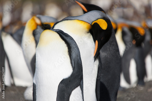 Quadro su tela South Georgia Group of Royal Penguins Closeup in Cloud Winter Da