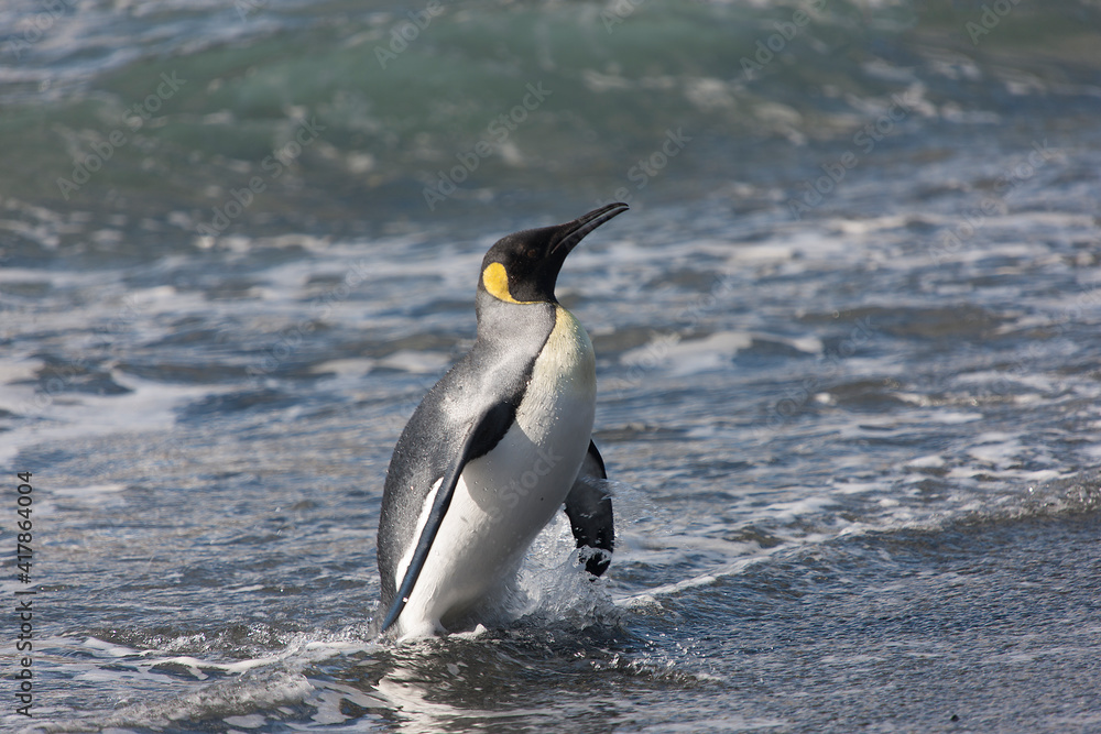 Obraz premium Southern Georgia Royal Penguin Closeup in Cloud Winter Day