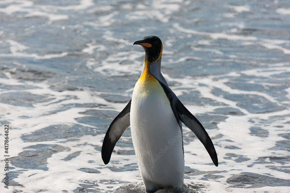 Fototapeta premium Southern Georgia Royal Penguin Closeup in Cloud Winter Day