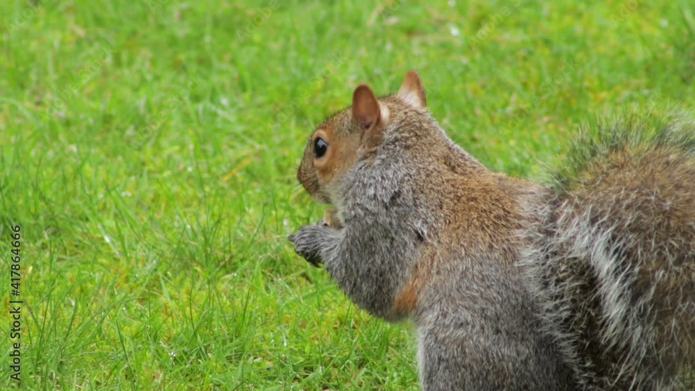Squirrel on green grass eating nut. Close Up. Day time UK North London Borehamwood Squirrel on green grass eating nut. Close Up. Day time UK North London Borehamwood