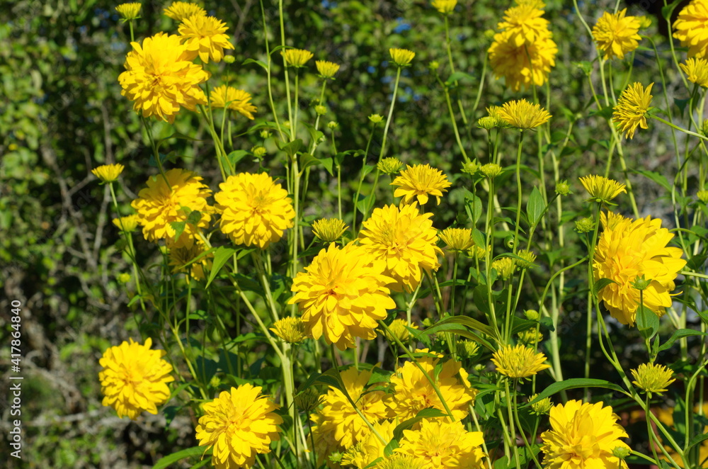 Fototapeta premium Rudbeckia laciniata, or golden balls blooms in the summer garden