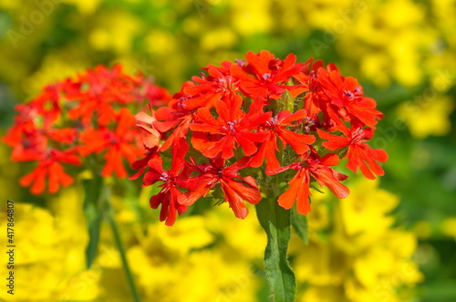 Bright blooming Lychnis chalcedonica on the background of garden flowers