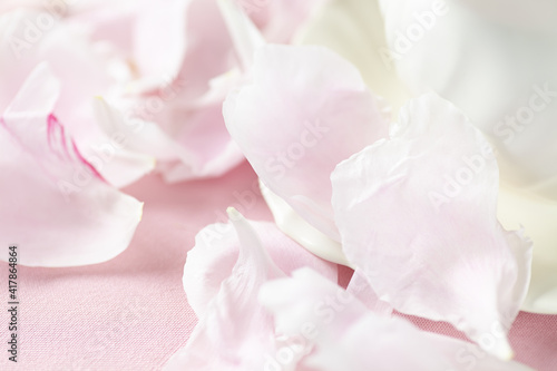Pink Peony Petals botanical background in natural daylight with copy space for summer  spring or Mother s Day themes 