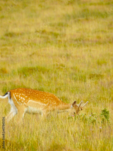 Fototapeta Naklejka Na Ścianę i Meble -  Roe deer in the grass in the clearing