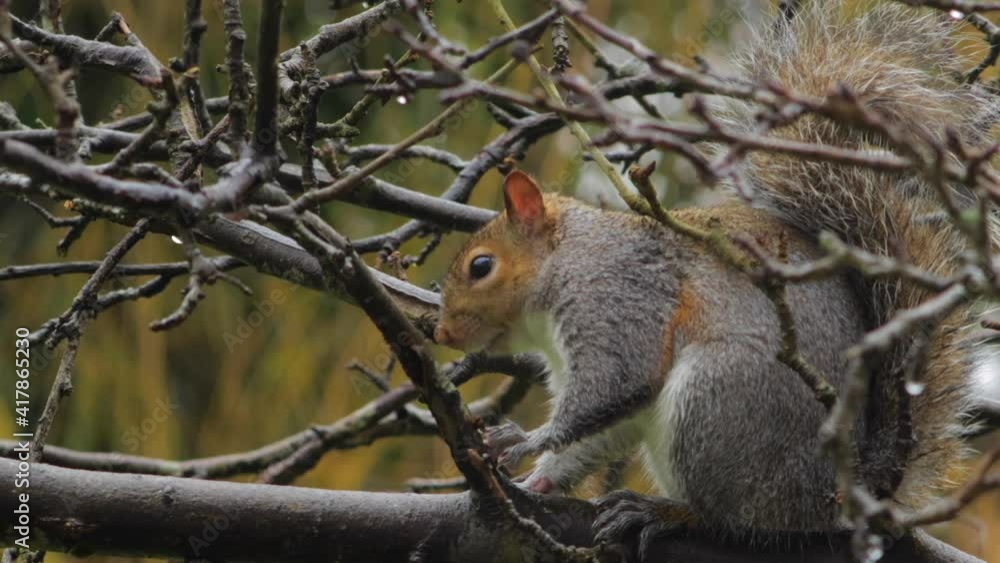 Gray Squirrel standing on tree branch eating then walks away. Day time UK North London Borehamwood Gray Squirrel standing on tree branch eating then walks away. Day time UK North London Borehamwood