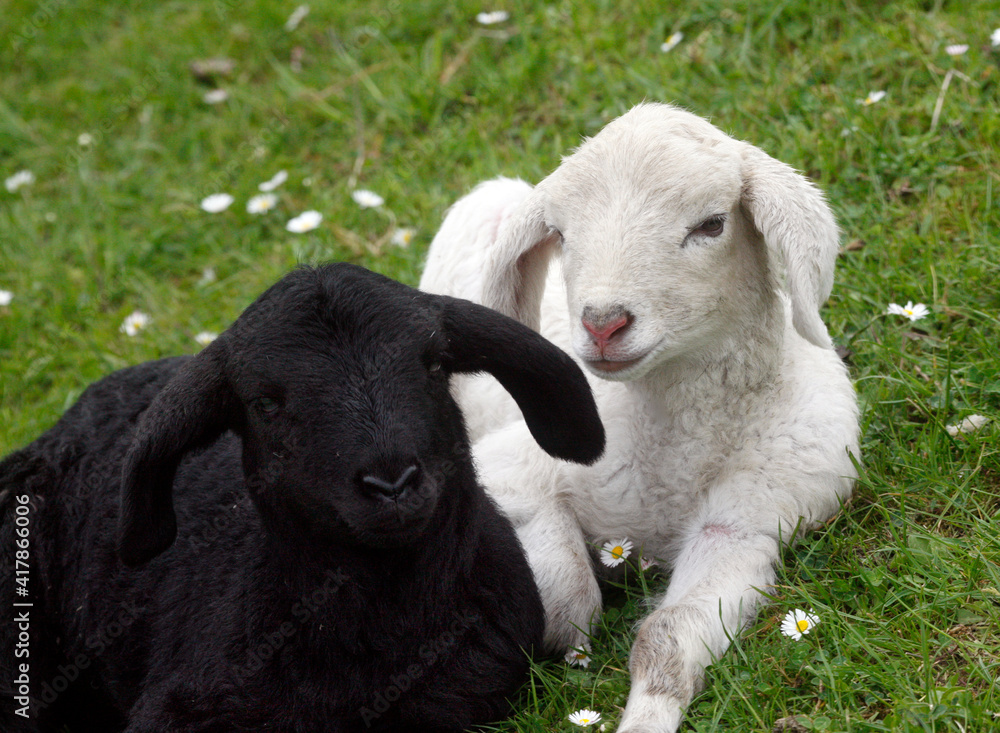 A black an a white sheep lying on the dike A black an a white sheep lying on the dike