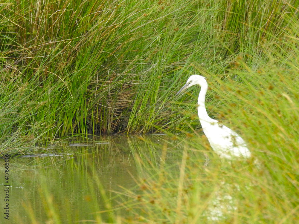 Fototapeta premium A white heron stands in shallow water next to tall grass