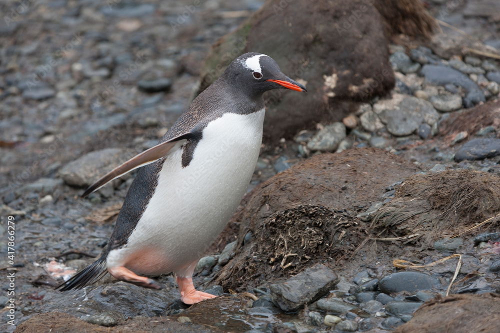Fototapeta premium South Georgia Subanutrctic Penguin closeup in a cloud winter day