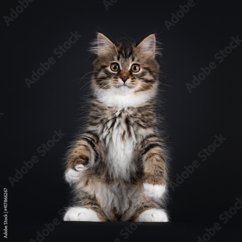 Adorable black tabby with white Siberian cat kitten, sitting up like meerkat or teddy bear on hind paws. Looking straight to camera. Isolated on black background.