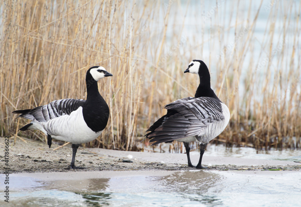 A Barnacle Goose (Branta leucopsis) at Nordsrand Peninsula, Germany Europe A Barnacle Goose (Branta leucopsis) at Nordsrand Peninsula, Germany Europe