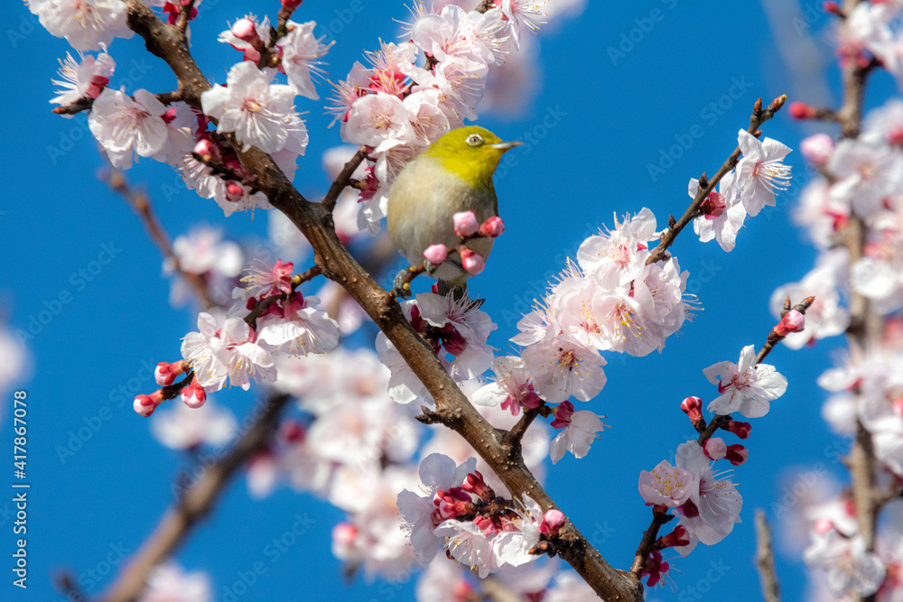あんずの花とメジロ あんずの花とメジロ