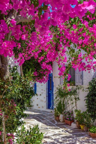 Fototapeta Naklejka Na Ścianę i Meble -  Traditional alley with whitewashed houses and a full blooming bougainvillea in Prodromos Paros island