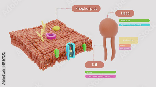 Phospholipids
3D illustration of phospholipids present in plasma membrane photo