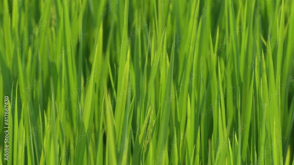 light and shadow of green paddy leaf plant background light and shadow of green paddy leaf plant background