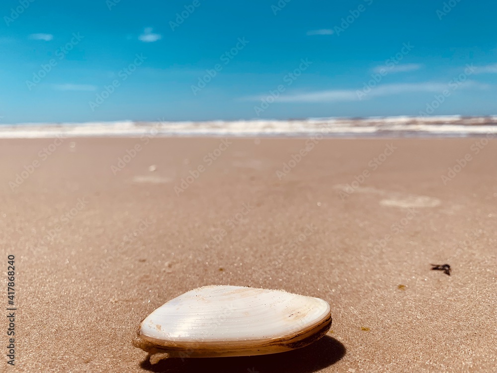 Obraz premium shell on the beach