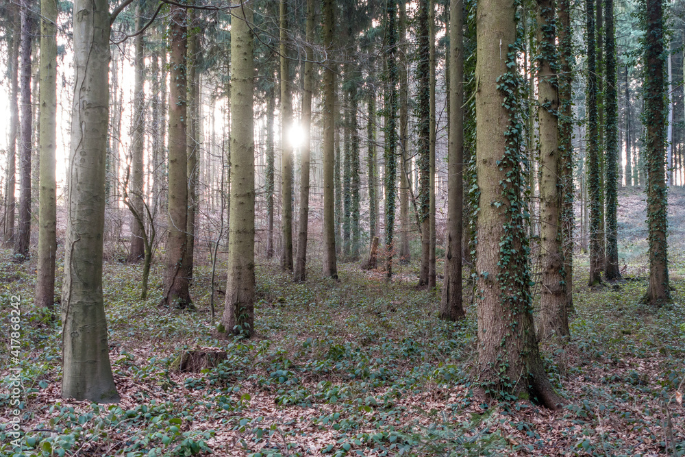 Mischwald im Frühjahr Mischwald im Frühjahr