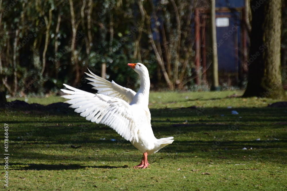 A white goose standing on the lawn spreads her plumage