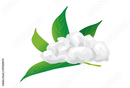 borneol camphor, menthol and camphor leaves isolated on white