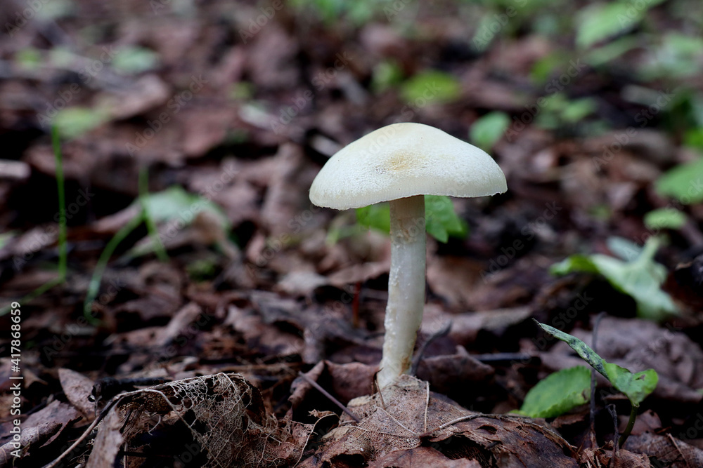 Mushroom in the forest under my feet Mushroom in the forest under my feet
