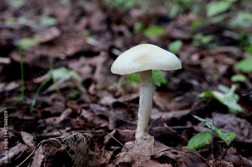 Mushroom in the forest under my feet