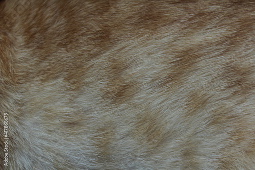 cat texture
