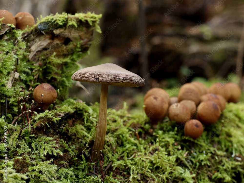 Mushrooms in the forest under my feet Mushrooms in the forest under my feet
