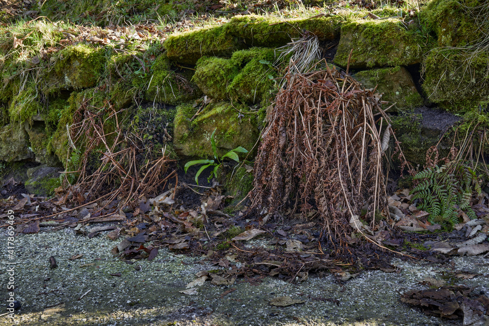 Before trimming, last year's fern growth droops on the moss covered dry stone wall Before trimming, last year's fern growth droops on the moss covered dry stone wall