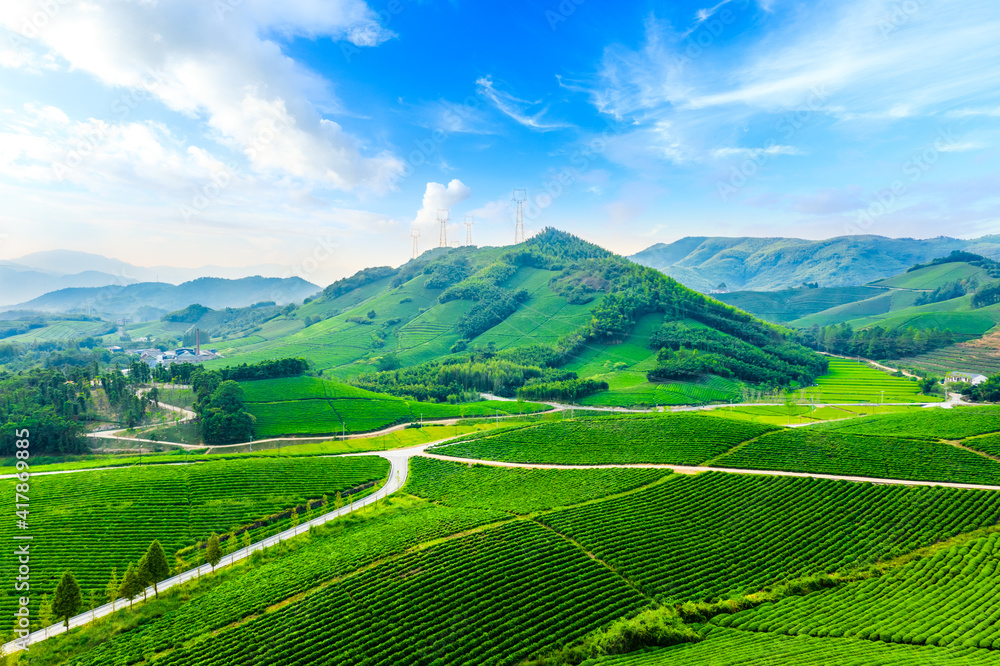 Aerial view of green tea plantation.