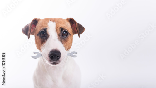 Jack russell terrier dog holds a wrench in his mouth on a white background. Copy space