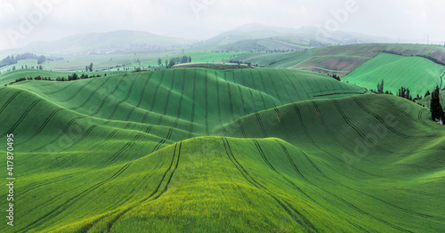 Rolling hills  landscape,young wheat field.
Tire tracks in the 
 grain.