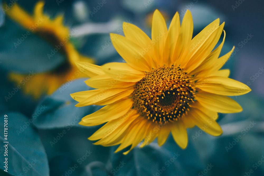 Obraz premium Beautiful Sunflowers In The Field