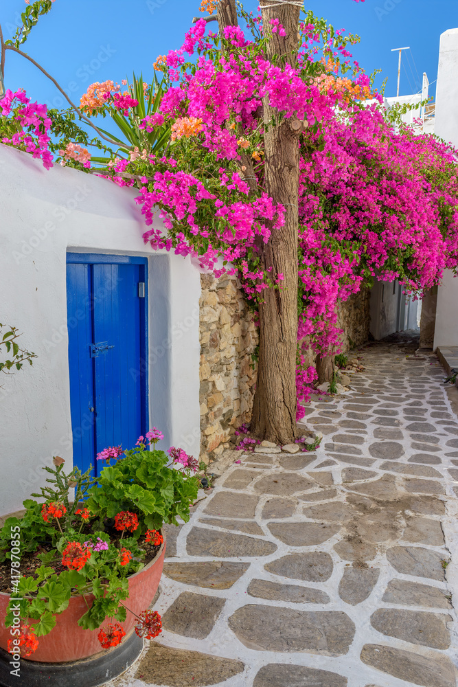 Fototapeta premium Traditional Cycladitic alley with a narrow street, whitewashed facade of a house and a blooming bougainvillea in Naousa Paros island, Greece.