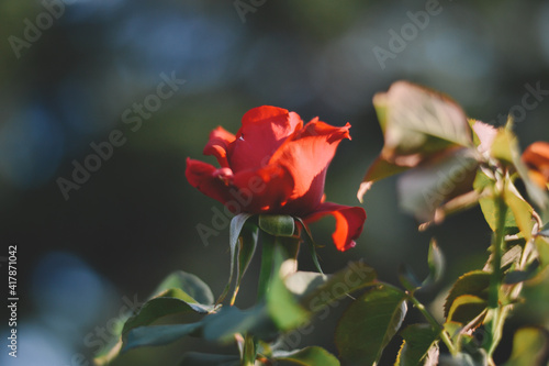 Red Rose On A Sunny Day