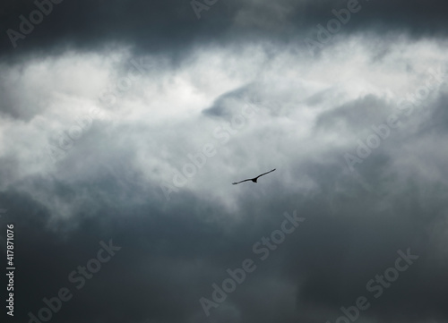 Aguila volando en un cielo tormentoso con nubes grises que transmiten una atmósfera de peligro y lucha contra la adversidad