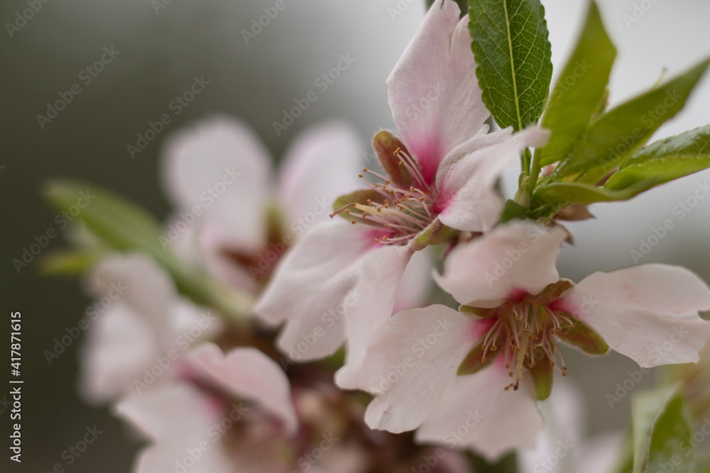 Obraz premium Almond tree blooming with white flowers in spring time