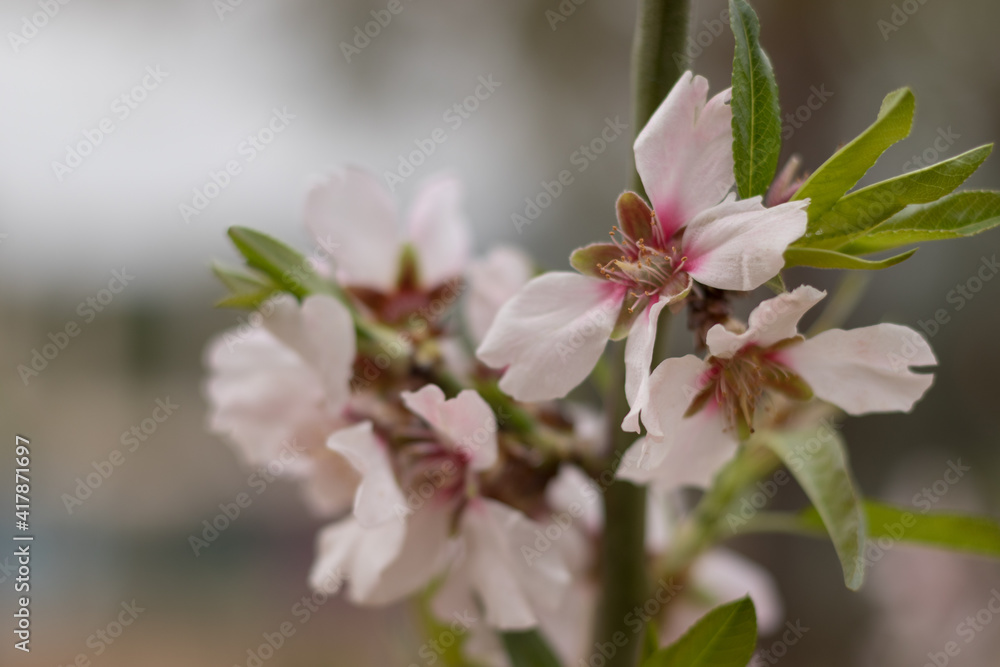 Almond tree blooming with white flowers in spring time
