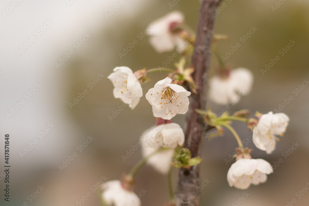 Cherry blossom with white flowers in spring time