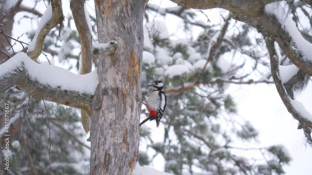Middle spotted woodpecker poking snow covered tree in Swedish forest - Long medium shot Middle spotted woodpecker poking snow covered tree in Swedish forest - Long medium shot