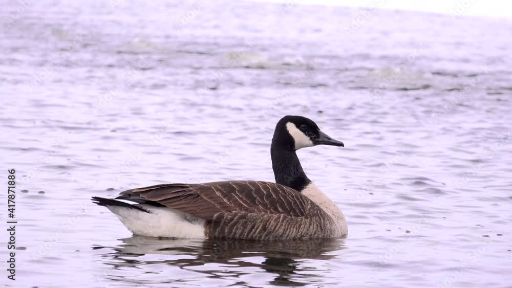 Ganada Goose Swiming on a frozen lake Ganada Goose Swiming on a frozen lake